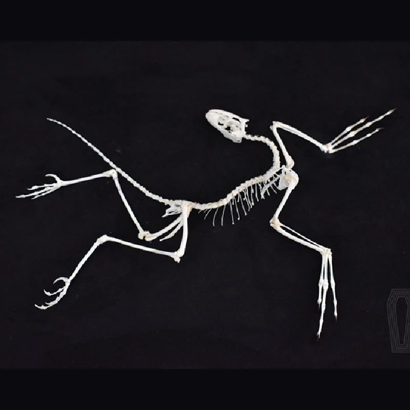 2120 Archaeopteryx Fossil Art  – обзор и цена Fossil Replica Display