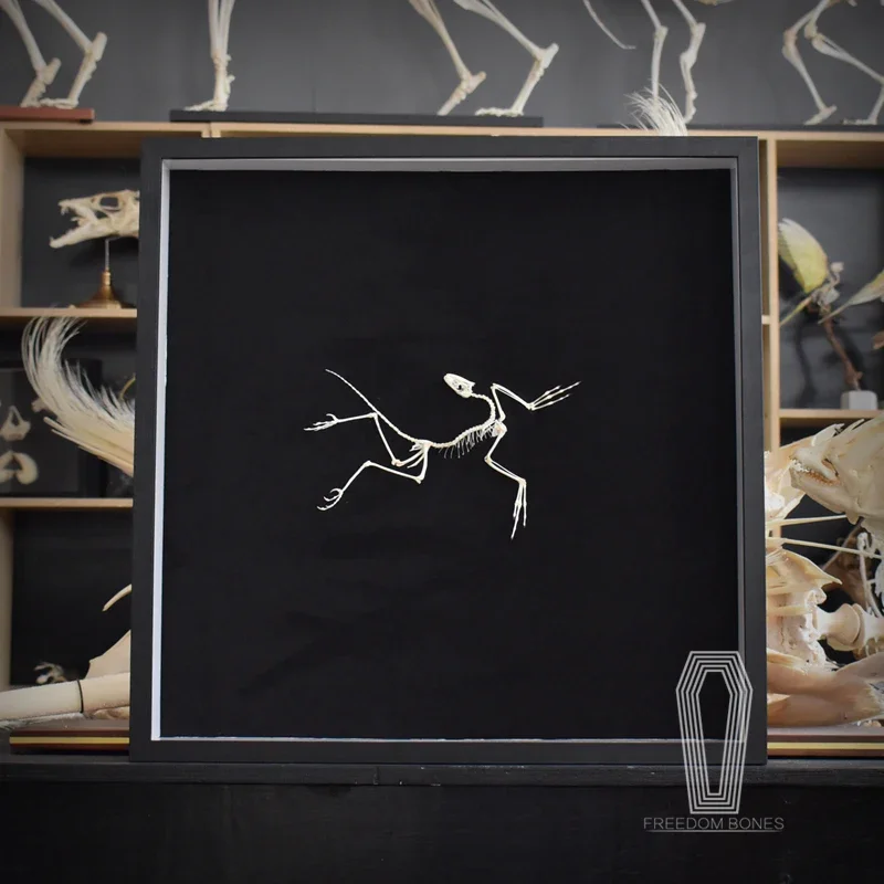 2120 Archaeopteryx Fossil Art  – обзор и цена Fossil Replica Display