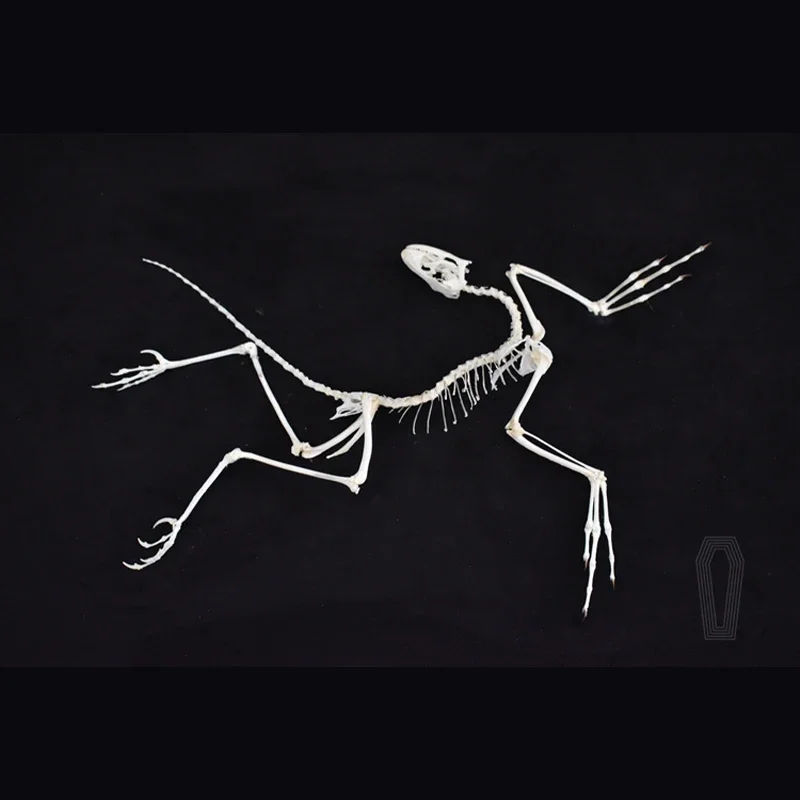 2120 Archaeopteryx Fossil Art  – обзор и цена Fossil Replica Display